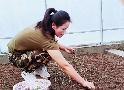 马铃薯|平谷扶贫商都 让“土豆”变成“金豆”