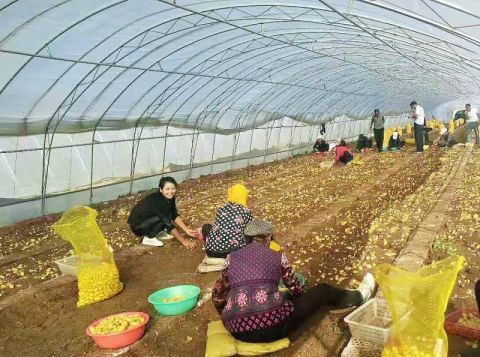 马铃薯|平谷扶贫商都 让“土豆”变成“金豆”