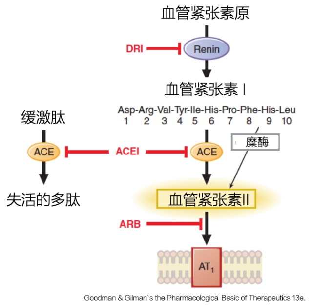 图1 ras抑制剂的作用机制(renin 肾素,ace 血管紧张素转化酶,at1