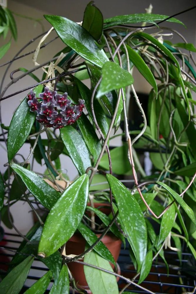 心叶球兰的养殖方法和注意事项(心叶球兰的养殖方法和注意事项开花