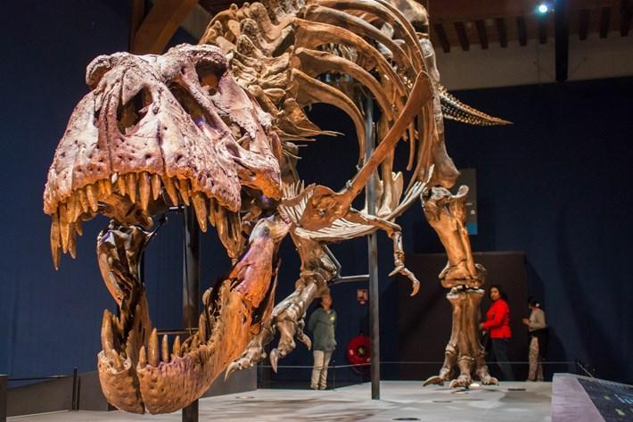 恐龙|史上最贵恐龙化石：神秘买家豪掷2.15亿买美国12米巨型霸王龙遗骸