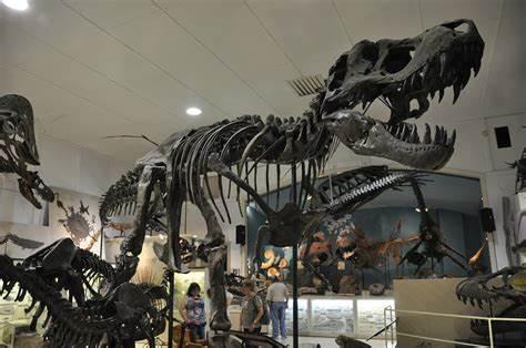 恐龙|史上最贵恐龙化石：神秘买家豪掷2.15亿买美国12米巨型霸王龙遗骸