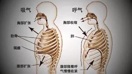 唱歌前先了解发声器官及发声原理 声带 声门 气管