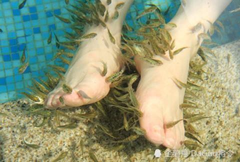 女子做鱼疗太舒服导致尿失禁结果小鱼全翻肚