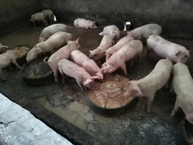 小规模养猪用定时喂料的方法喂猪饲料利用率高