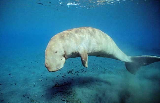 儒艮|神话中的“美人鱼”已经被找到？科学家表明，其实是这一种动物