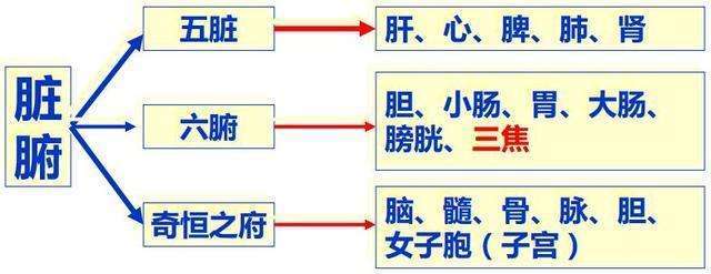 体内的内脏可以分三类:五脏,六腑和奇恒之腑五脏(心,肝,脾,肺,肾)与