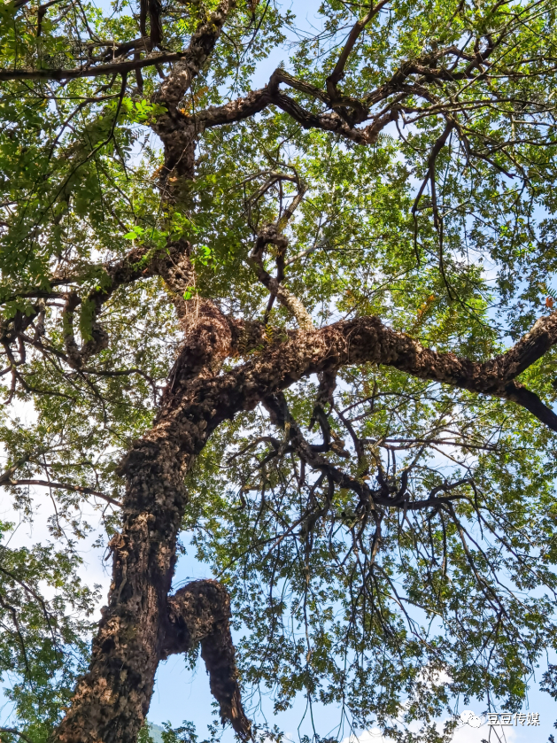 南洞乡|南洞圩场的那些古树，唤起一地乡愁…