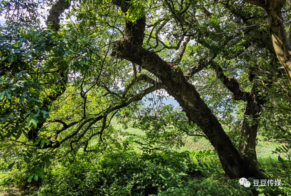 南洞乡|南洞圩场的那些古树，唤起一地乡愁…