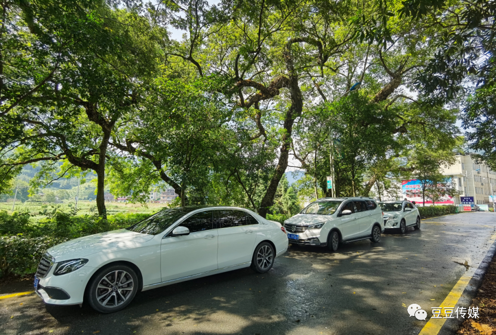 南洞乡|南洞圩场的那些古树，唤起一地乡愁…