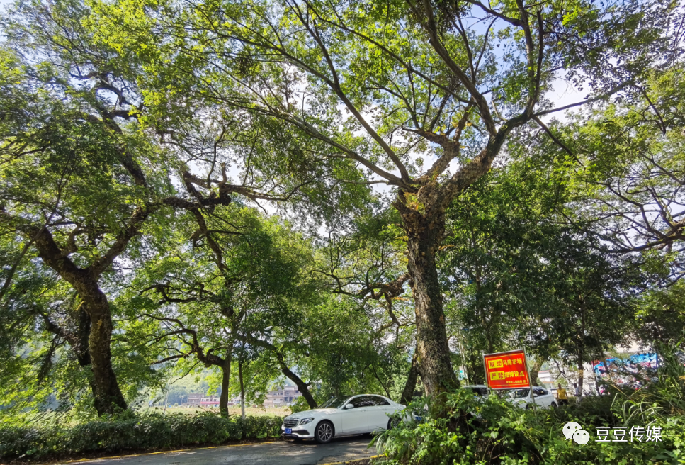 南洞乡|南洞圩场的那些古树，唤起一地乡愁…
