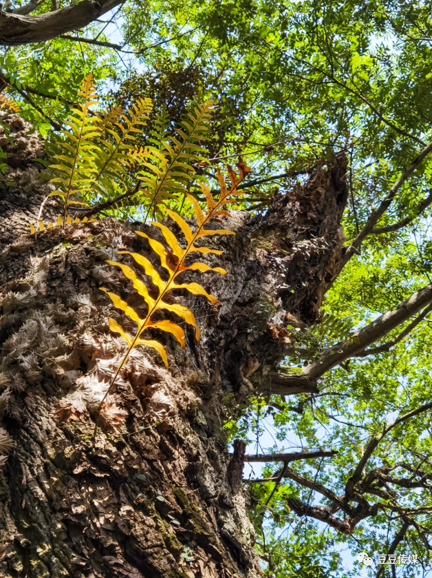 南洞乡|南洞圩场的那些古树，唤起一地乡愁…