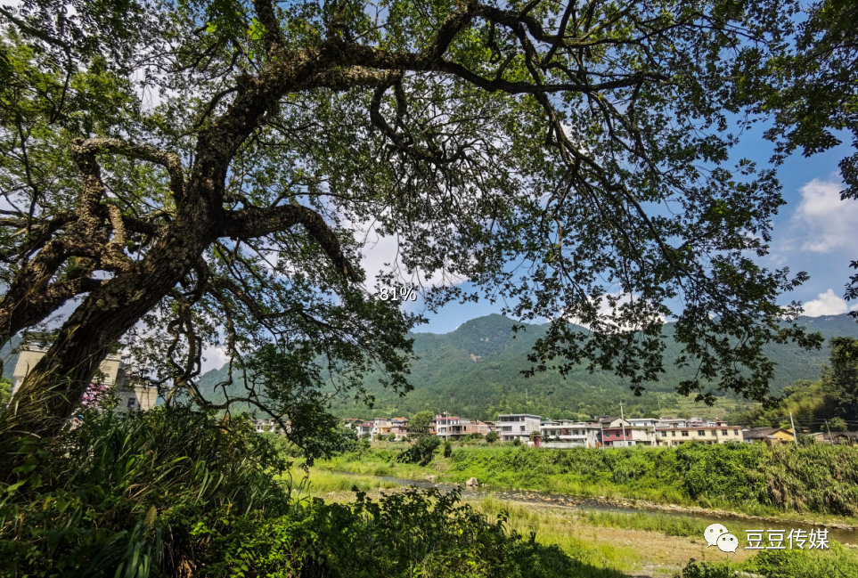 南洞乡|南洞圩场的那些古树，唤起一地乡愁…