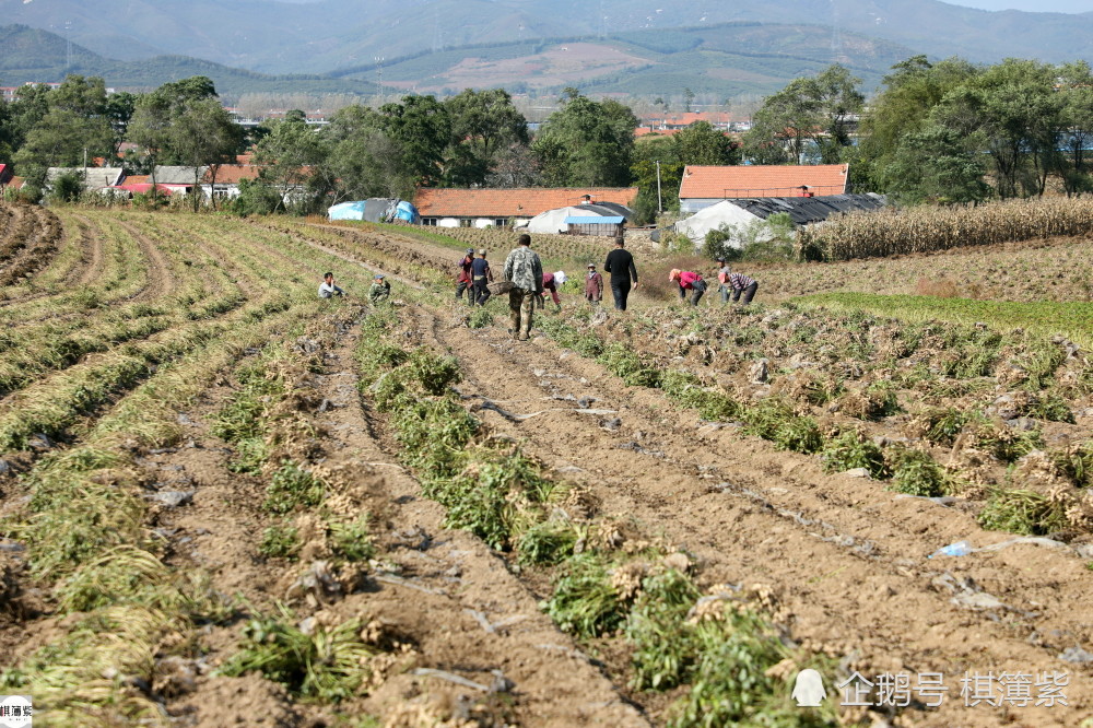 农民|夏秋频繁降雨延缓花生收获，无假期的农民：最大的愿望是去北京