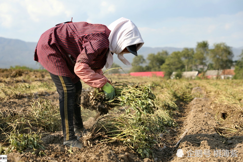 农民|夏秋频繁降雨延缓花生收获，无假期的农民：最大的愿望是去北京