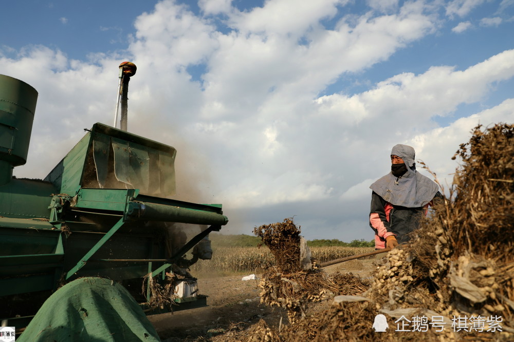 农民|夏秋频繁降雨延缓花生收获，无假期的农民：最大的愿望是去北京
