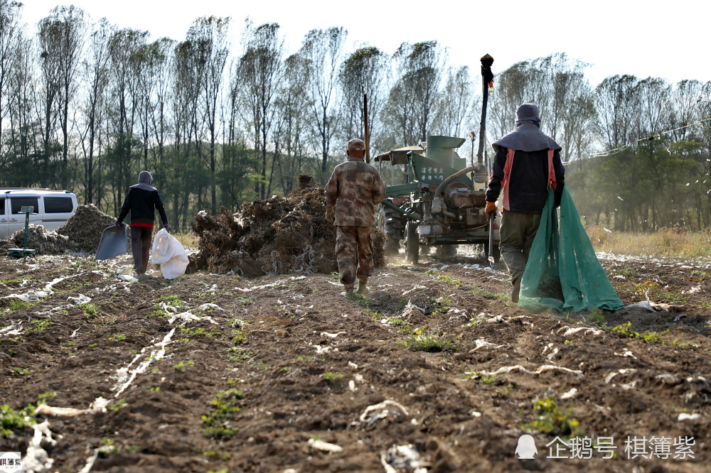 农民|夏秋频繁降雨延缓花生收获，无假期的农民：最大的愿望是去北京