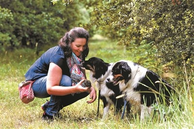 白松露|是什么造就了松露的神话？