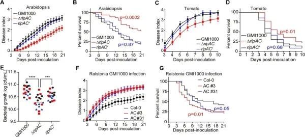 植物|研究揭示抑制植物免疫新机制