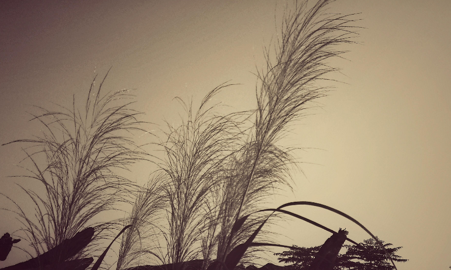 许寿裳|好友求鲁迅写诗，并表示就算是白话诗也行，鲁迅送他首高水平七律