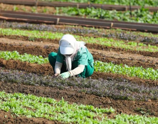 雅居乐雅城集团|“慢生活”田园度假受青睐，雅居乐陈卓林文旅新业态奏响丰收赞歌