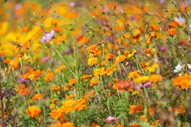 雅居乐雅城集团|“慢生活”田园度假受青睐，雅居乐陈卓林文旅新业态奏响丰收赞歌