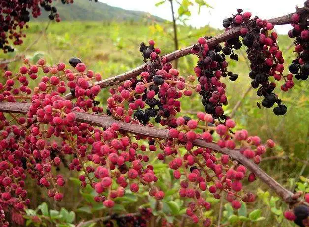 这5种常见野果含有剧毒 千万不能随意食用 野果 果实 南天竹 樱桃