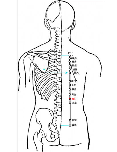 针灸穴名解——膀胱经腧穴 肓门