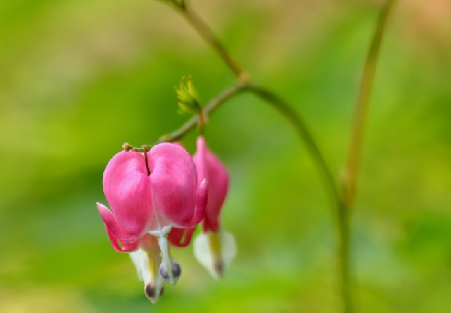 十月中旬开始 紫气东来 财运相随 时来运转的生肖 生肖 财运 运势 生肖猴 五行 横财
