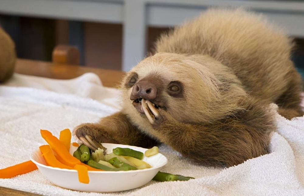 树懒|生树上、死树上，懒到极点的树懒，只有一件事是积极的：交配