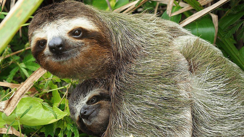 树懒|生树上、死树上，懒到极点的树懒，只有一件事是积极的：交配