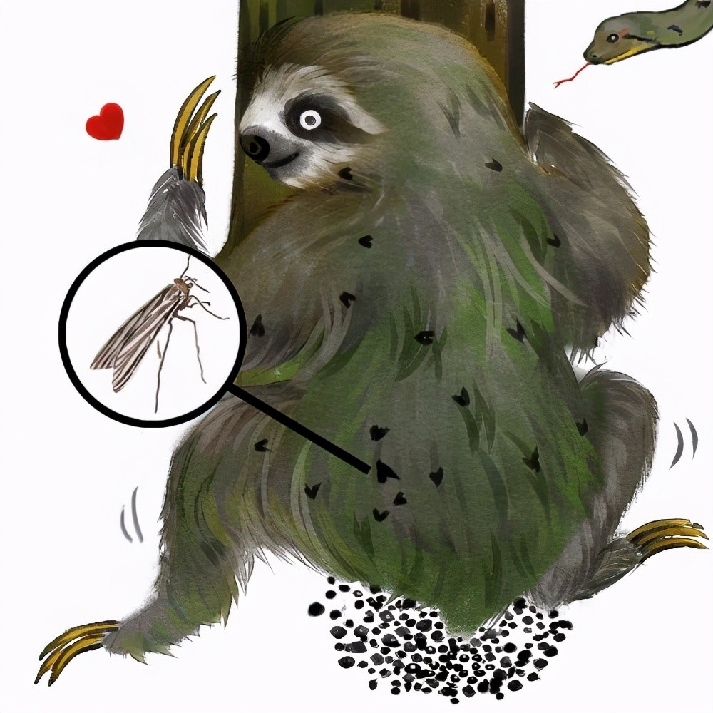 树懒|生树上、死树上，懒到极点的树懒，只有一件事是积极的：交配