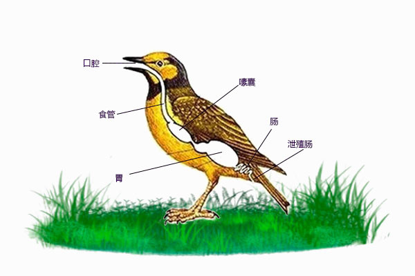 鸟类的消化系统结构图图片