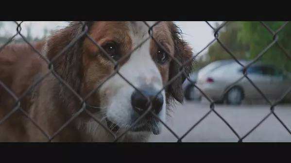 金毛狗狗在逃脱管制时被一个叫伊森的小孩收养,伊森给它起名为"贝利"