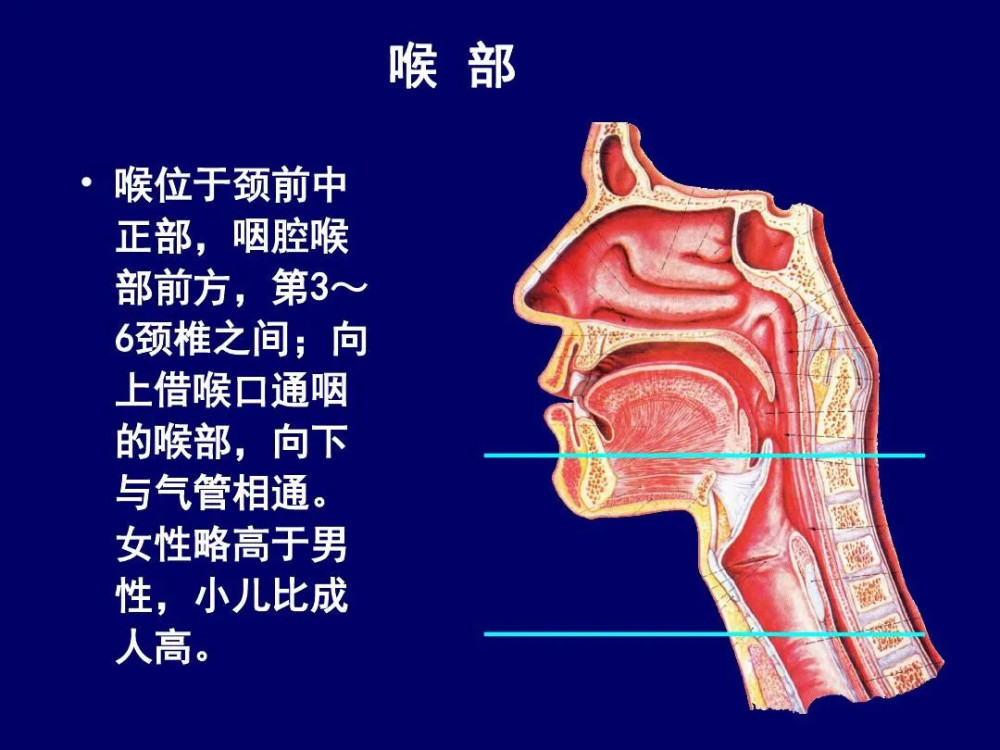 頸部斷層解剖詳解