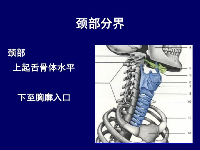 頸部斷層解剖詳解