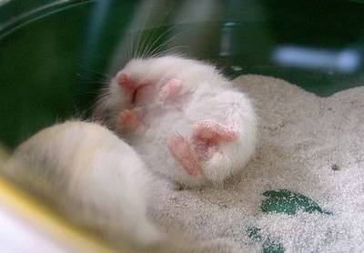 宠物鼠|鼠年来认识一下这些宠物鼠吧！