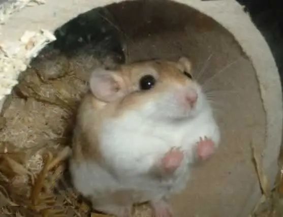 宠物鼠|鼠年来认识一下这些宠物鼠吧！