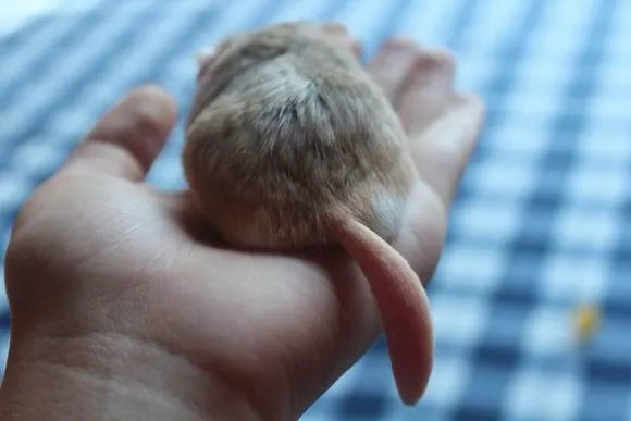 宠物鼠|鼠年来认识一下这些宠物鼠吧！