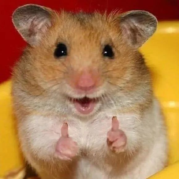 宠物鼠|鼠年来认识一下这些宠物鼠吧！