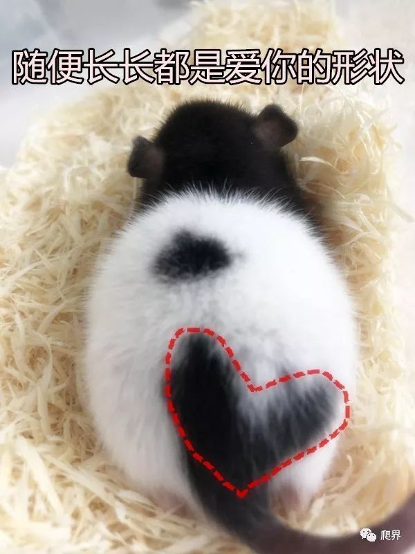 宠物鼠|鼠年来认识一下这些宠物鼠吧！