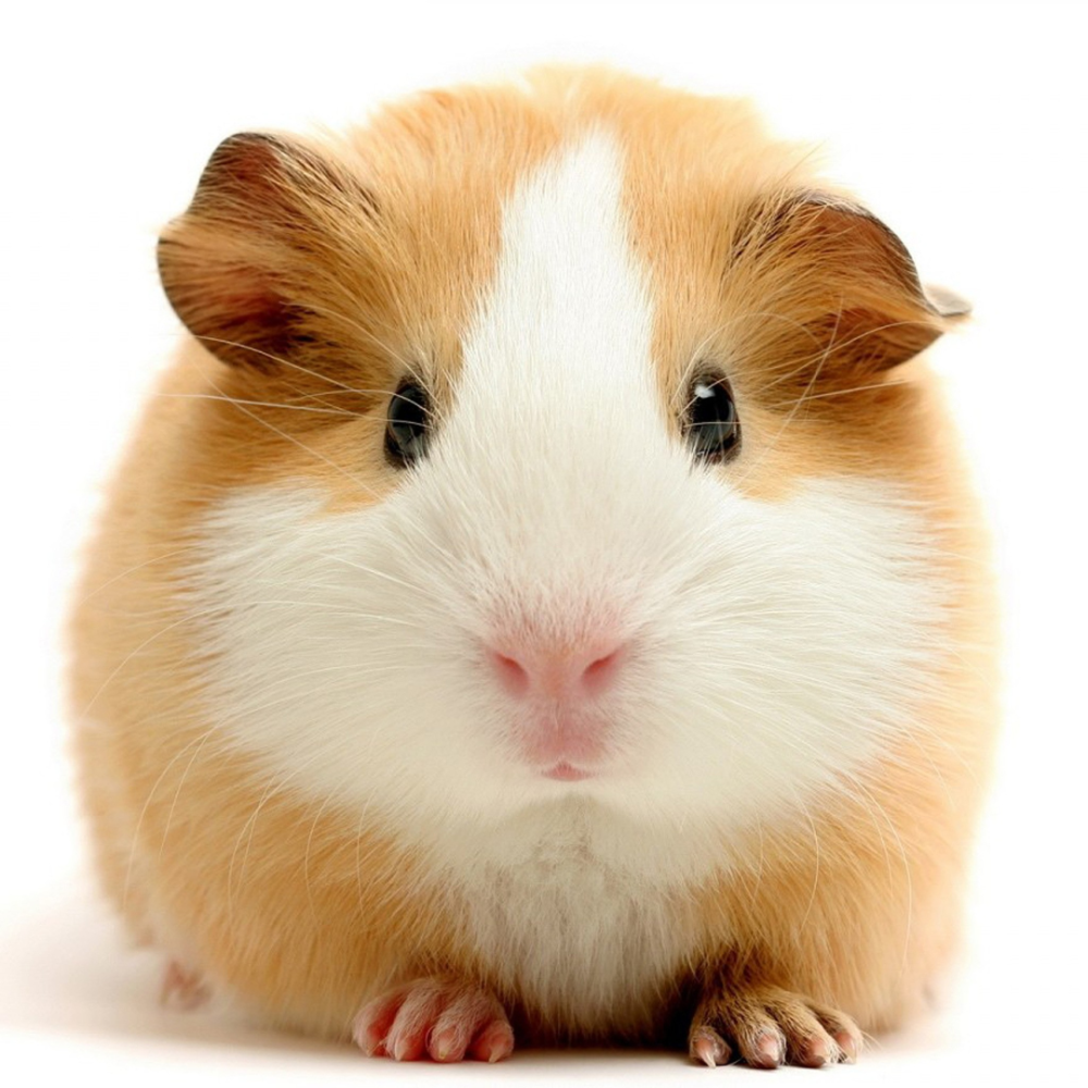 宠物鼠|鼠年来认识一下这些宠物鼠吧！