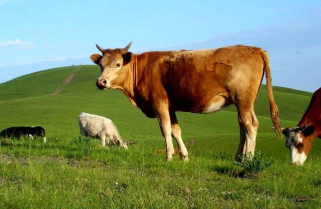 牛牛牛 揭秘1973年属牛人的毕生寿命 过了47岁属于什么命 牛牛