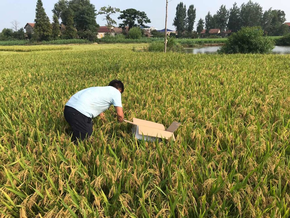 在這裡建議稻農可以噴施紅霸增產套餐,促使水稻抗旱抗澇,打破頂端優勢