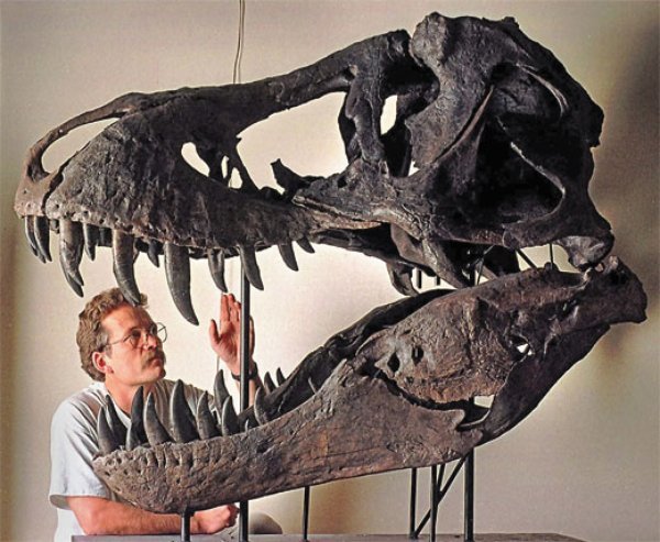 化石|2.16亿元！史上最贵恐龙化石横空出世