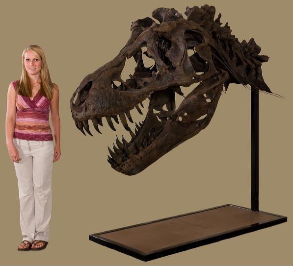 化石|2.16亿元！史上最贵恐龙化石横空出世