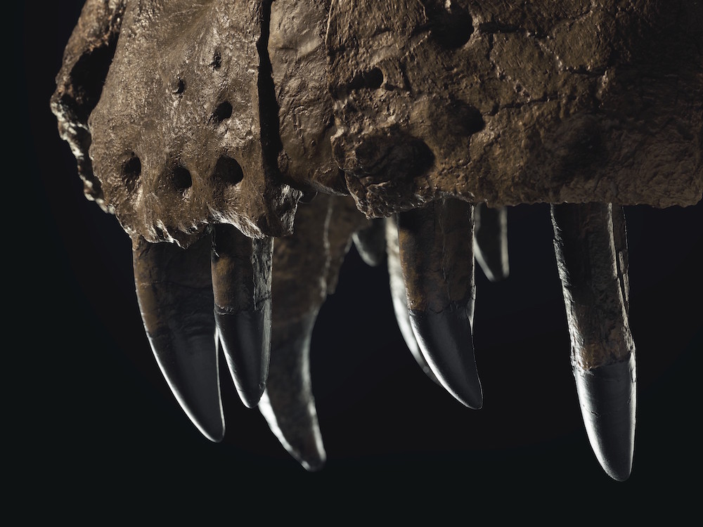 化石|2.16亿元！史上最贵恐龙化石横空出世