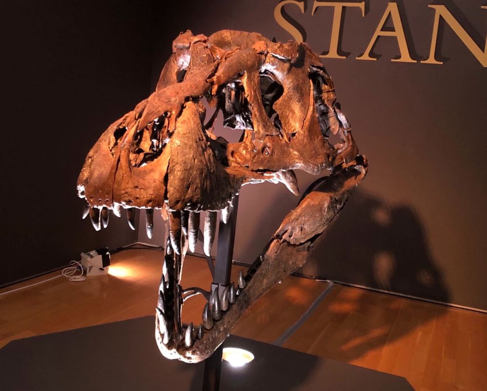 化石|2.16亿元！史上最贵恐龙化石横空出世