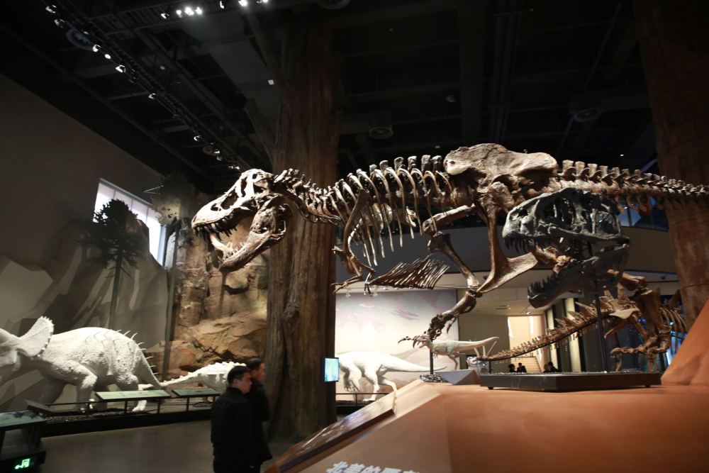 化石|2.16亿元！史上最贵恐龙化石横空出世