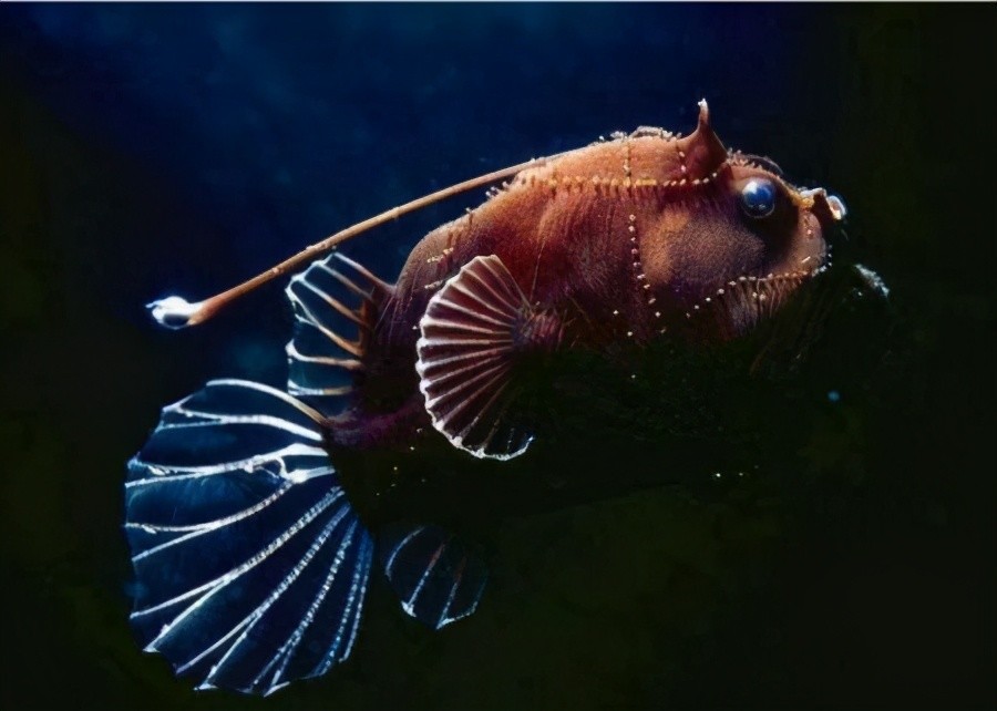 海斗一号|人类的探测器潜入10000多米深的马里亚纳海沟，发现了什么？